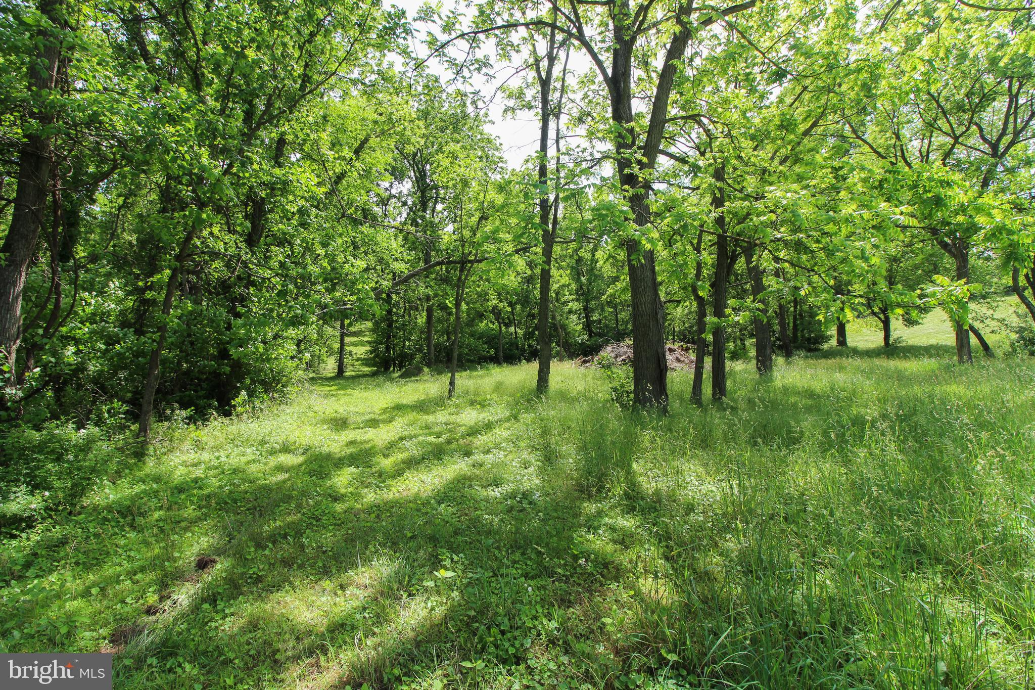 Dodson Rd Mount Mount Jackson, VA 22842 - Photo 16 of 19