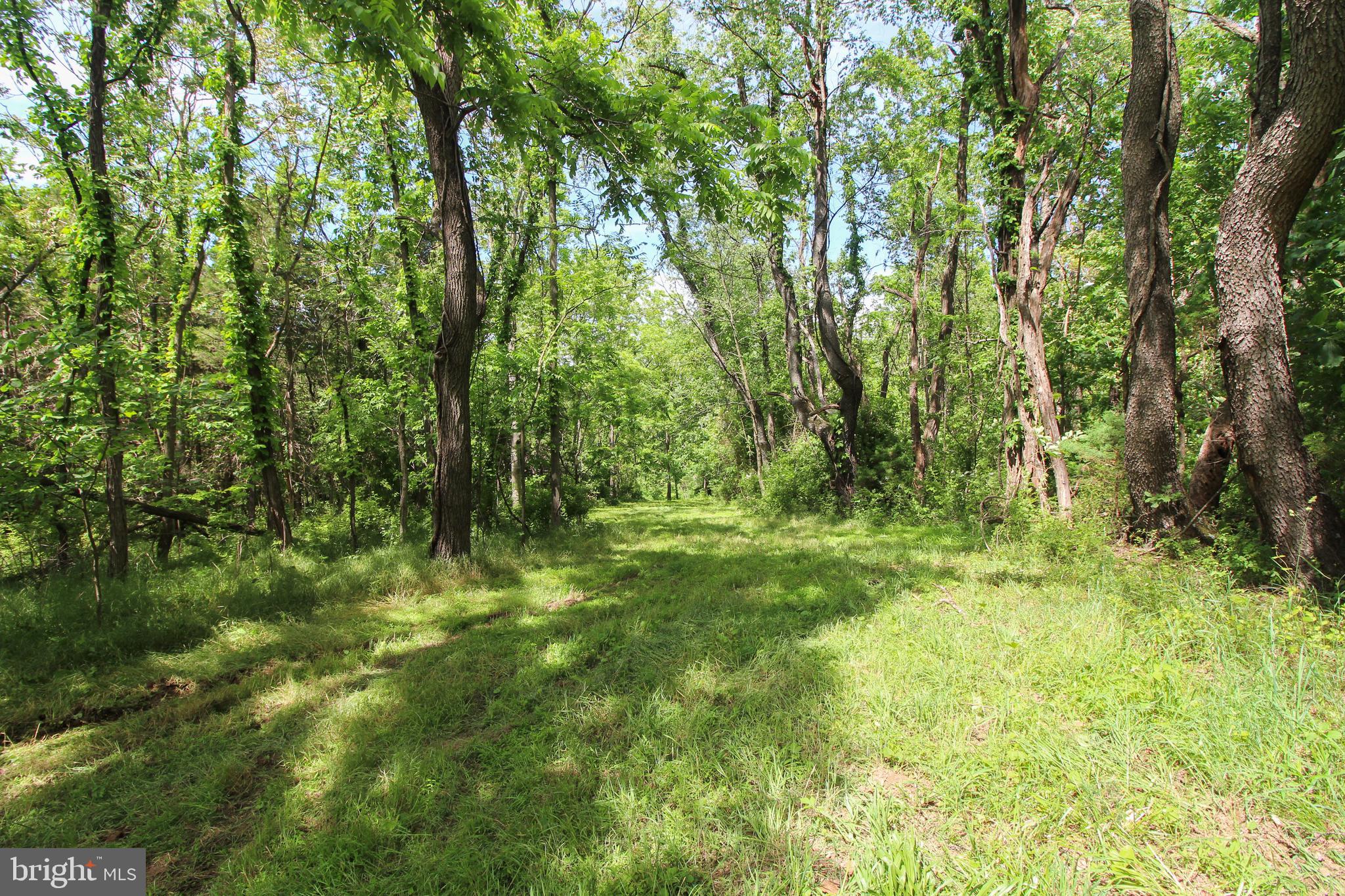 Dodson Rd Mount Mount Jackson, VA 22842 - Photo 4 of 19