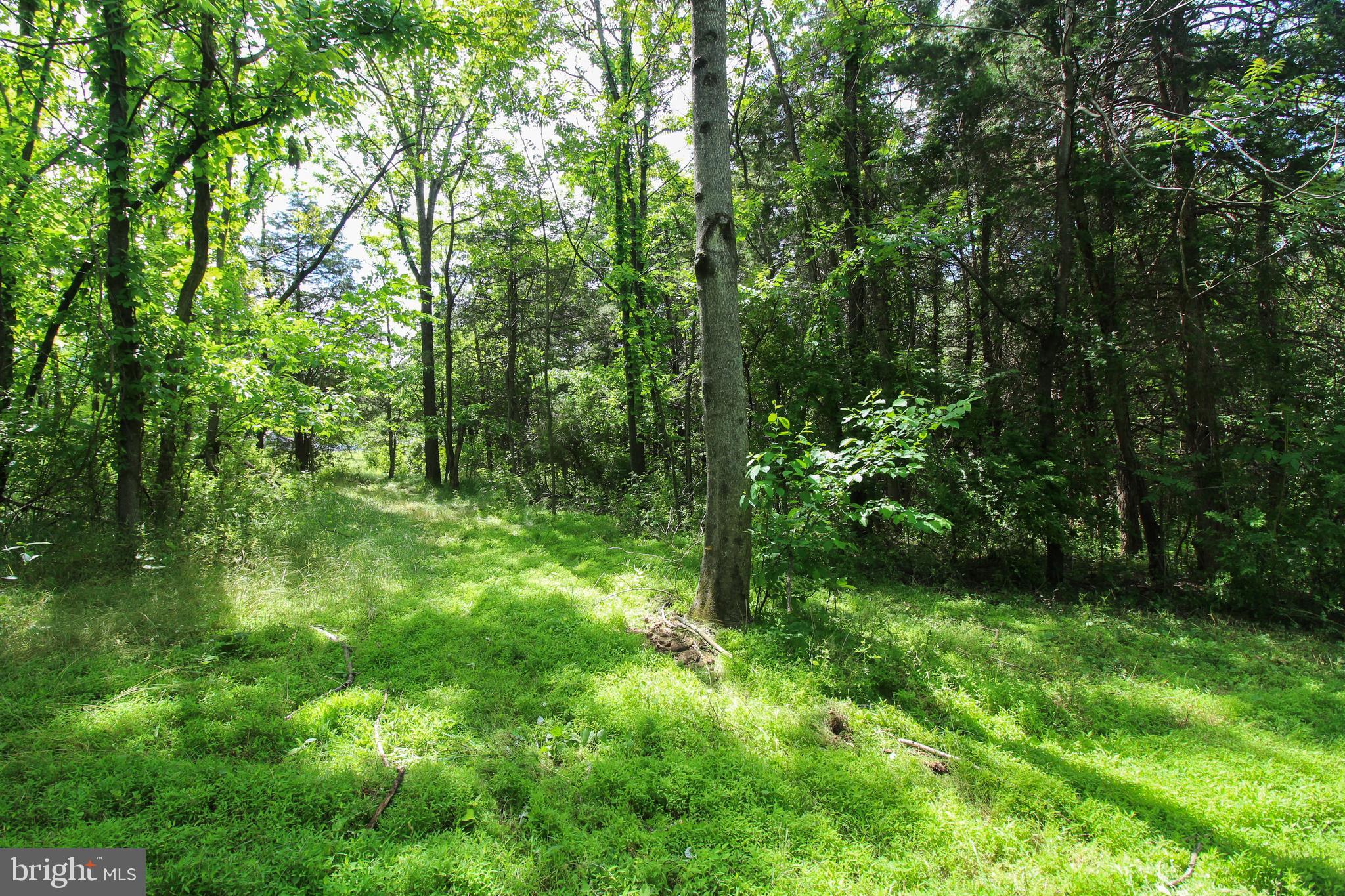 Dodson Rd Mount Mount Jackson, VA 22842 - Photo 6 of 19