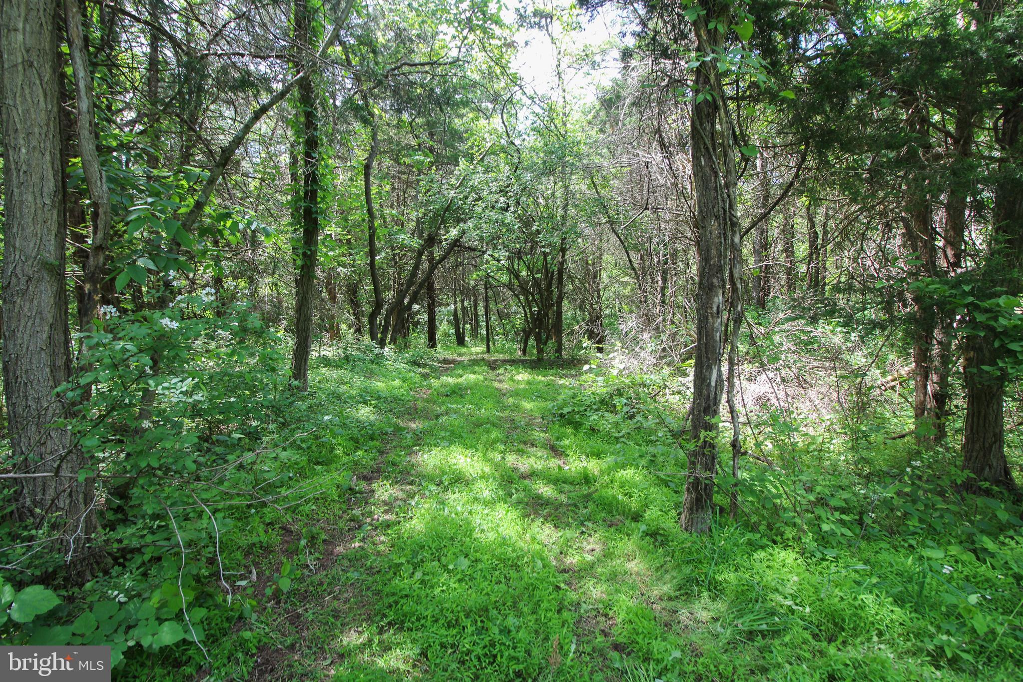 Dodson Rd Mount Mount Jackson, VA 22842 - Photo 7 of 19