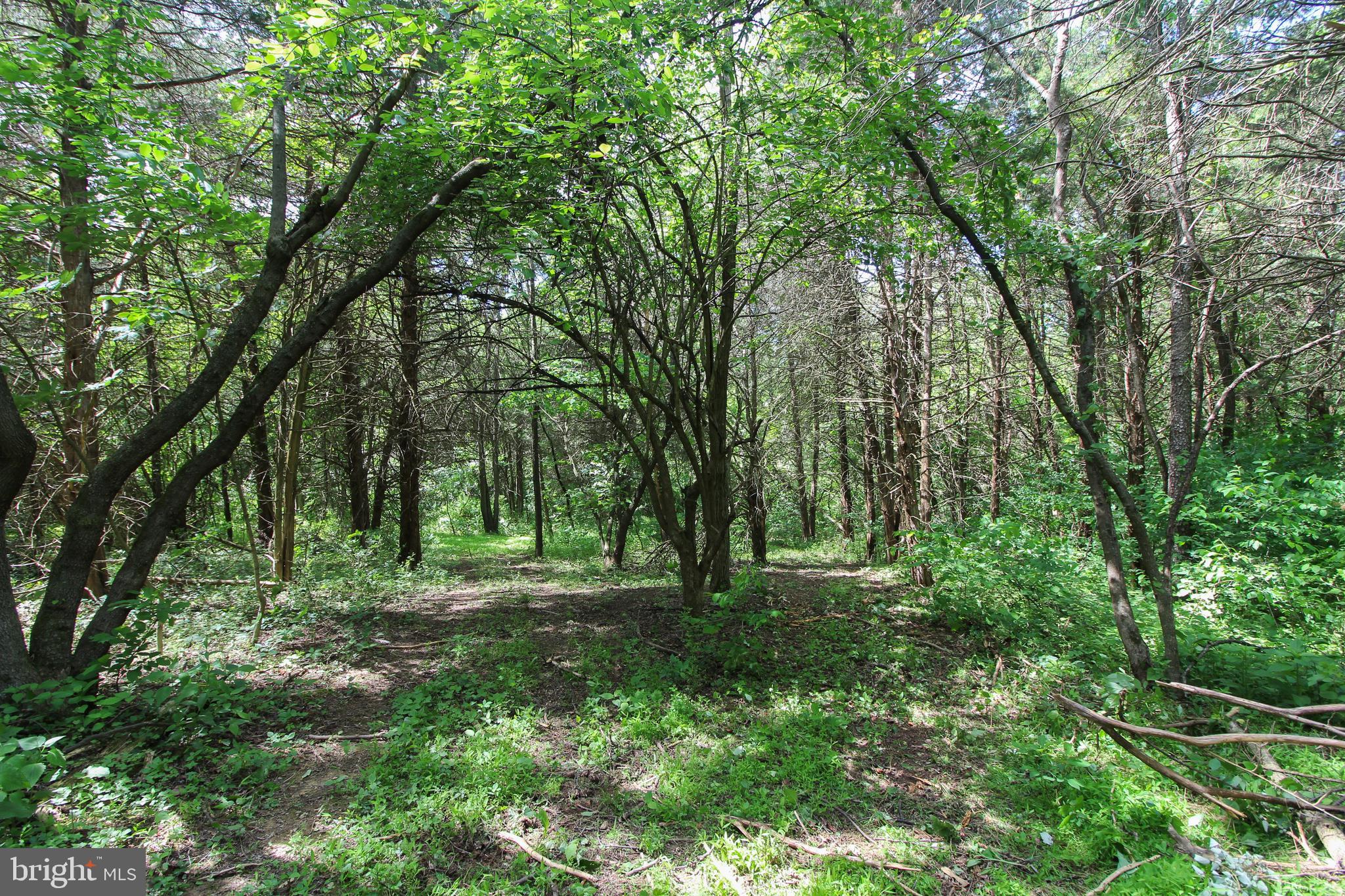 Dodson Rd Mount Mount Jackson, VA 22842 - Photo 8 of 19