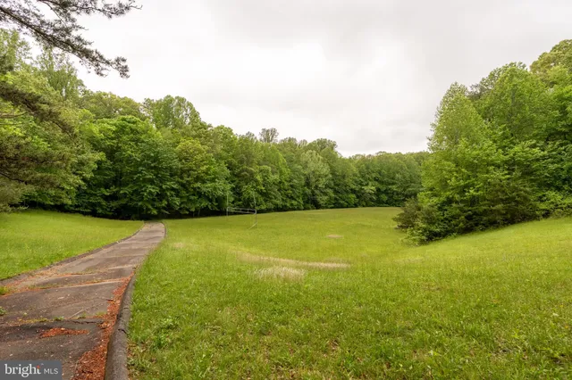 a view of a large yard with plants and large trees