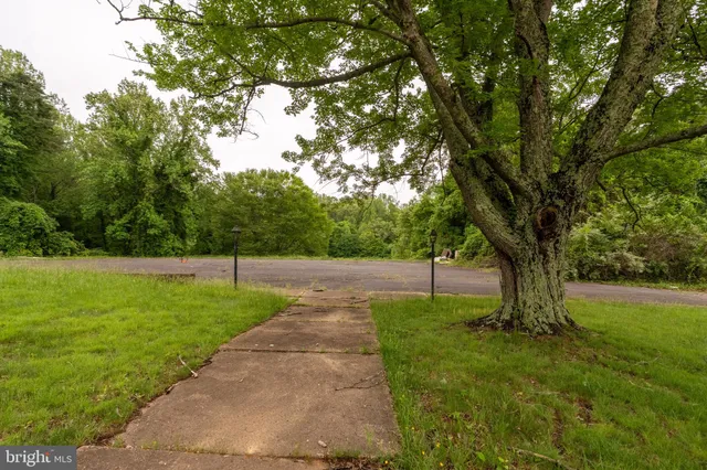 a view of a park with large trees