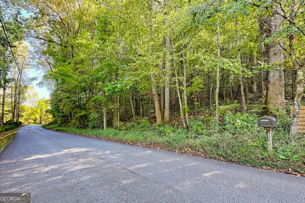 a view of a garden with plants and large trees