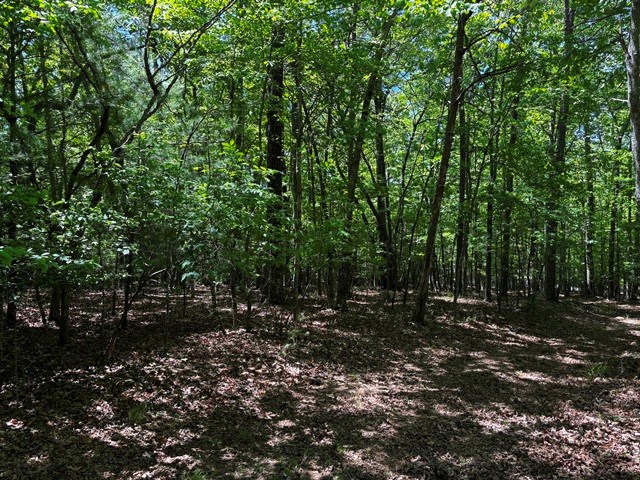 1190 Maple Grove Road Morganton, GA 30560 - Photo 84 of 96 a view of a forest with trees in the background