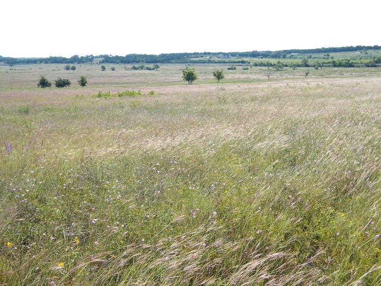 a view of a field with trees in the background
