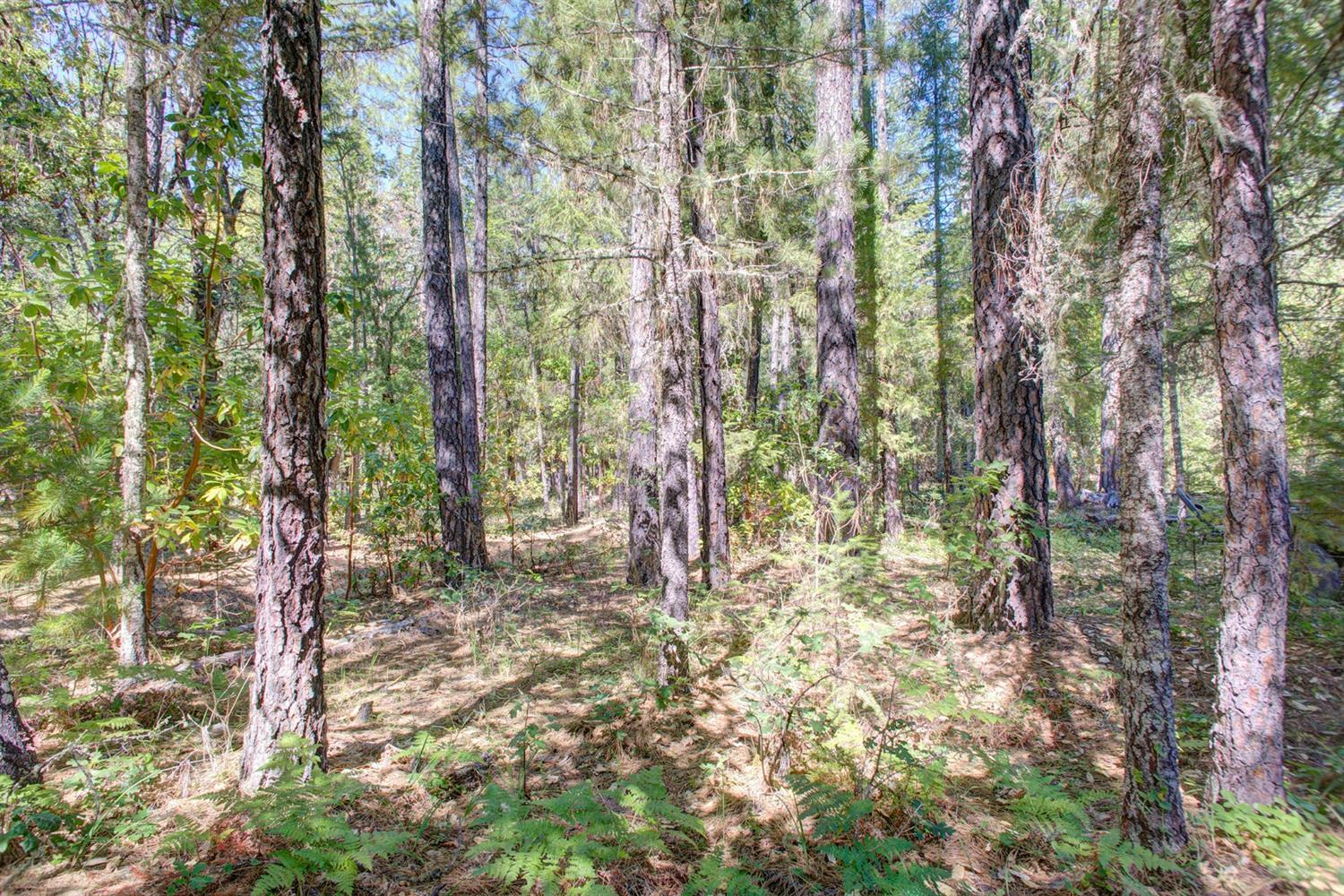 806 Queens Branch Road Rogue River, OR 97537 - Photo 29 of 35 Additional Photo