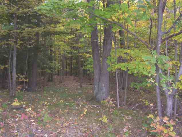 Sever Road Latham, NY 12110 - Photo 3 of 6 Photo 3
