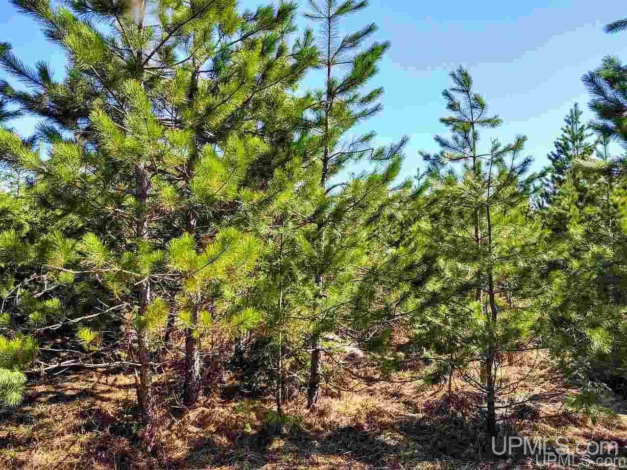 Tbd Forest Hwy 16 Road Iron River, MI 49935 - Photo 17 of 49