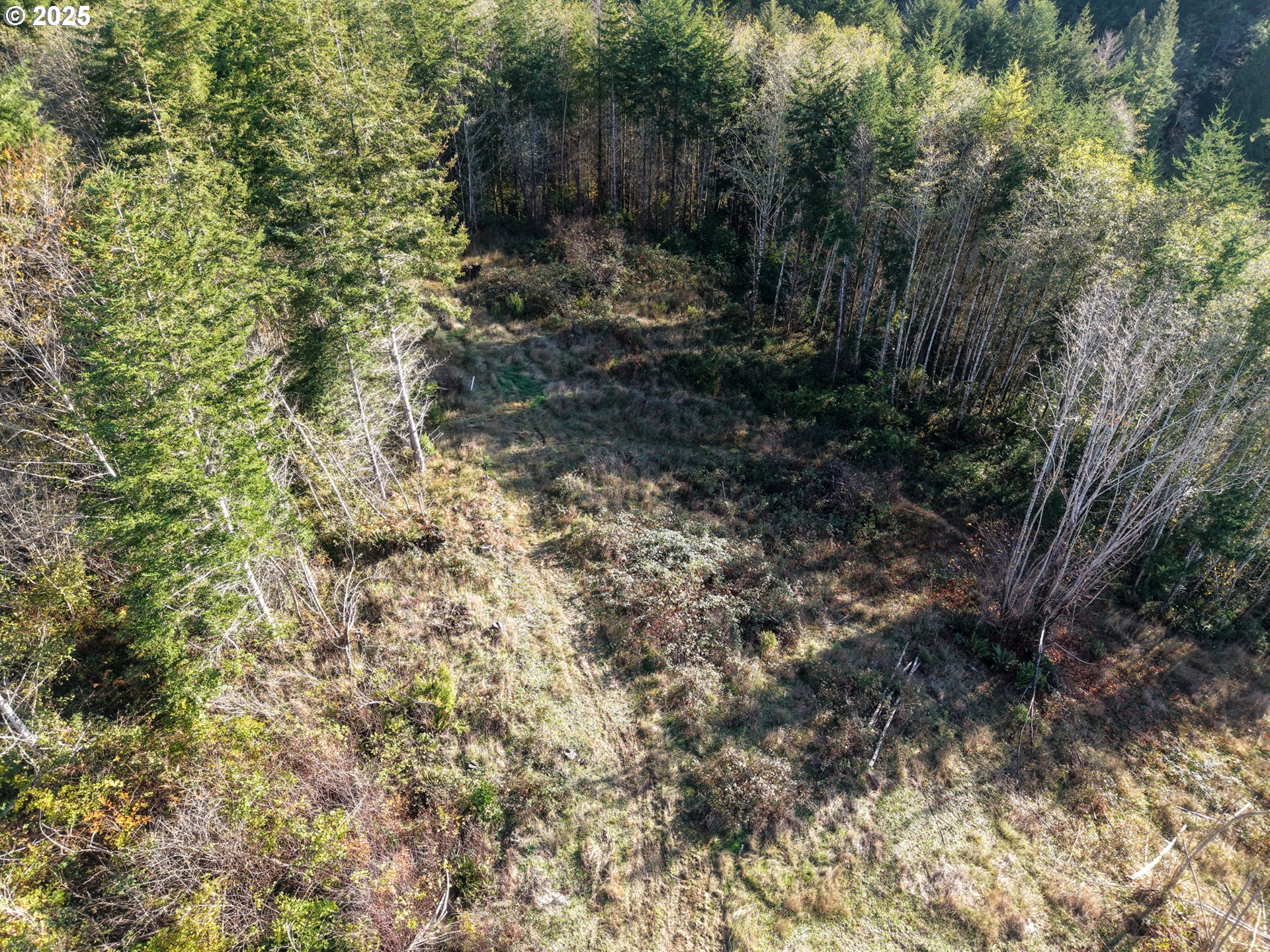 17 Bartleson Road, Unit 1419 Coos Bay, OR 97420 - Photo 6 of 15 a view of a forest with a tree