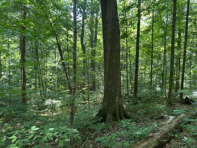 24229 Sanes Creek Road Laurel, IN 47024 - Photo 29 of 54