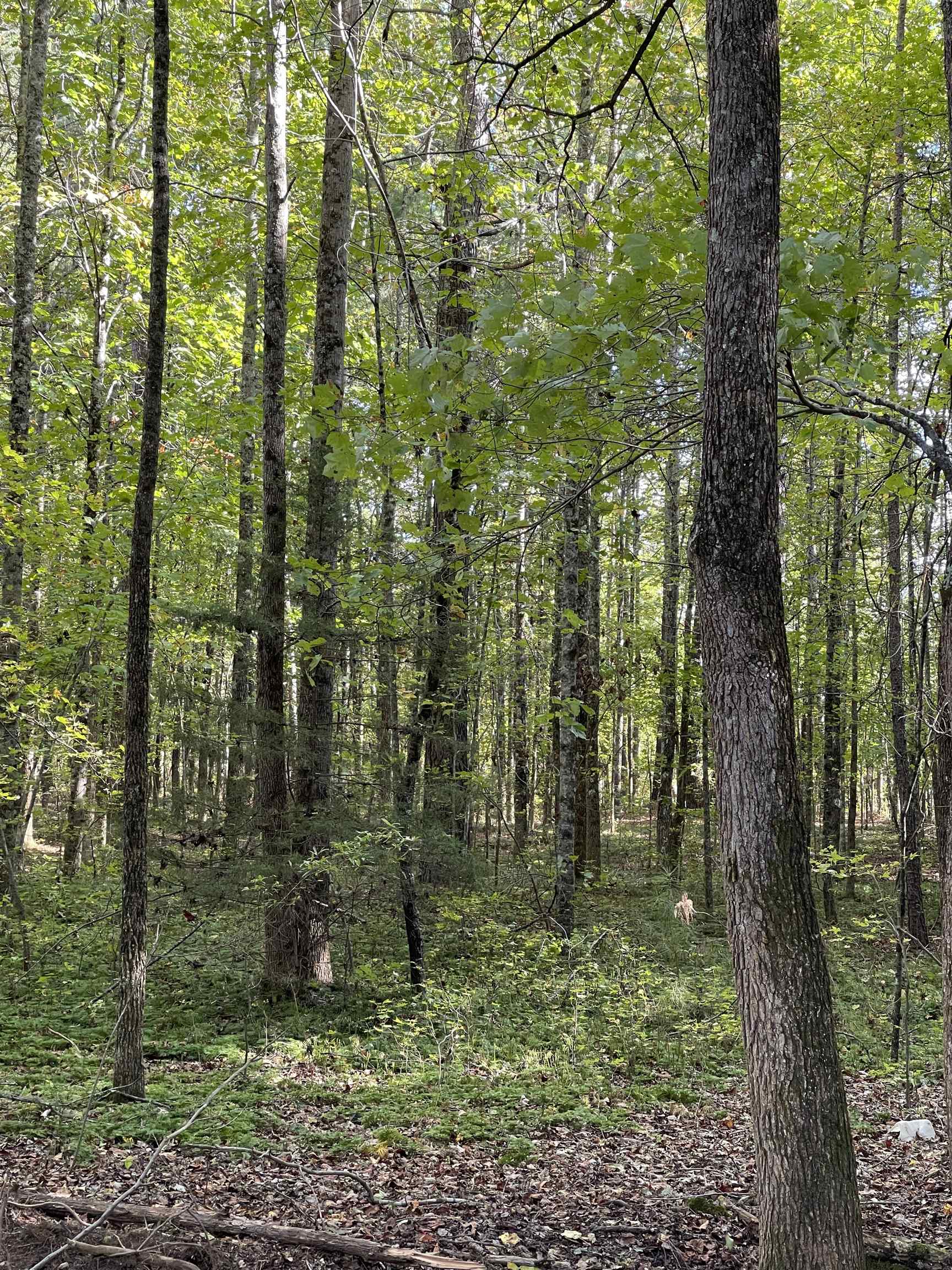 Lot 4 Dowler Drive Inman, SC 29349 - Photo 10 of 11