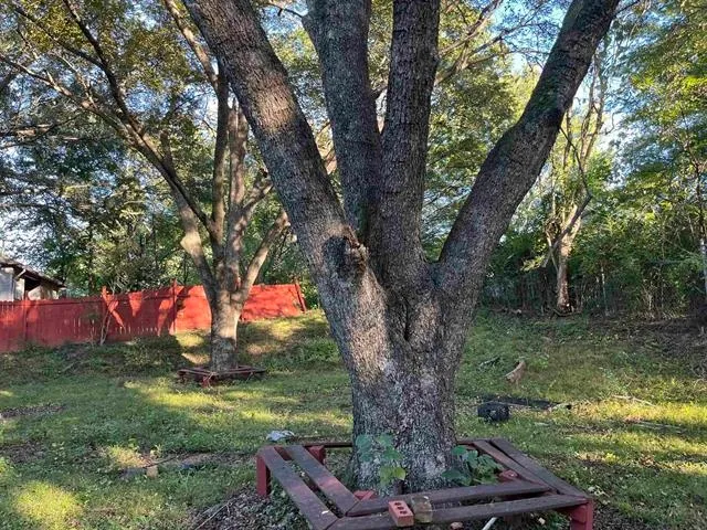 a view of a tree in a yard with a tree