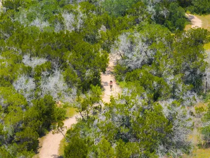 a view of a lush green forest with lots of trees
