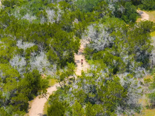 a view of a lush green forest with lots of trees