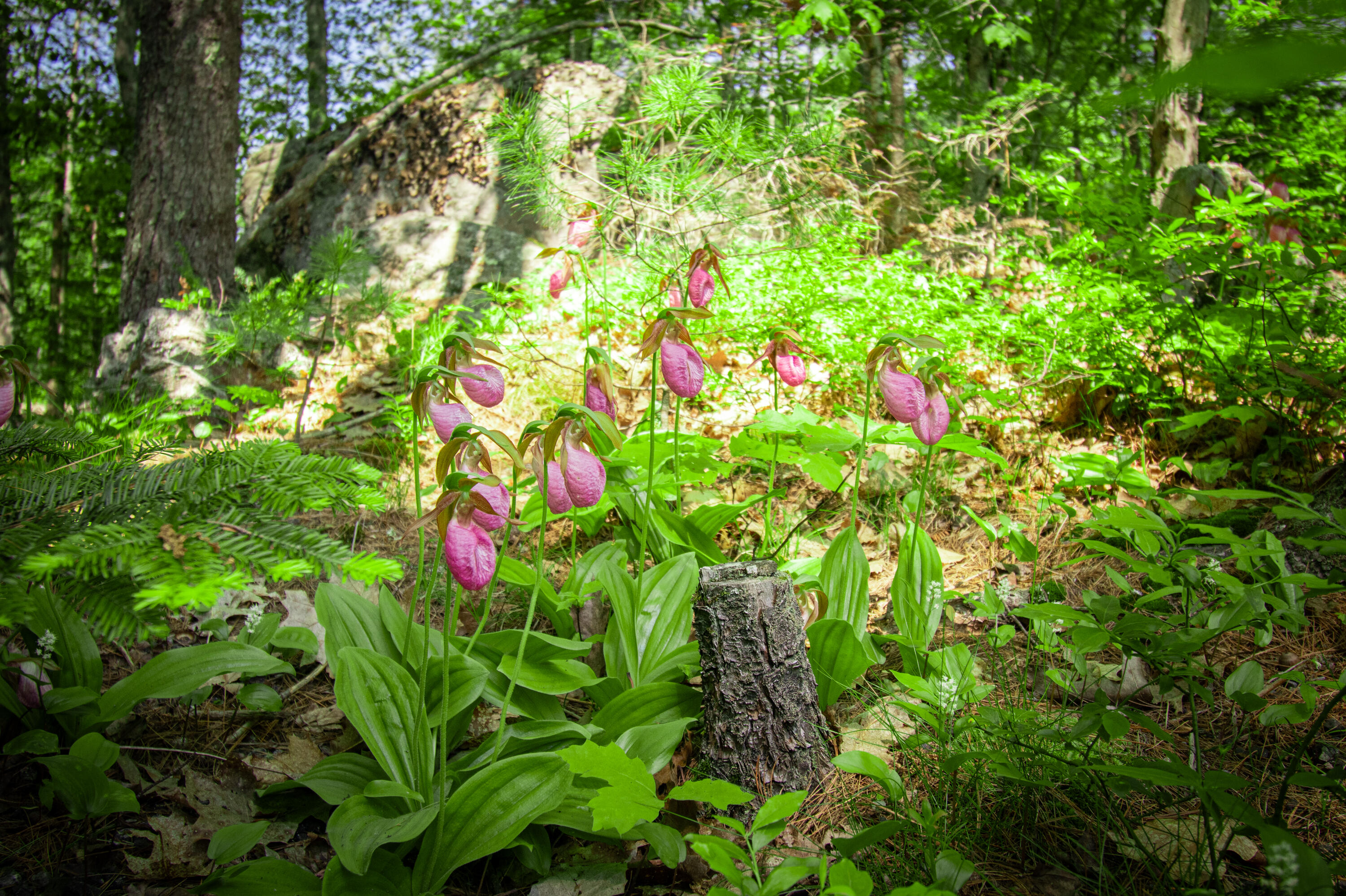 12 Hixon Hill Road Woolwich, ME 04579 - Photo 59 of 81 12HixonHillRd.Woolwich-62