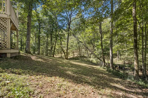 a view of a yard with plants and trees