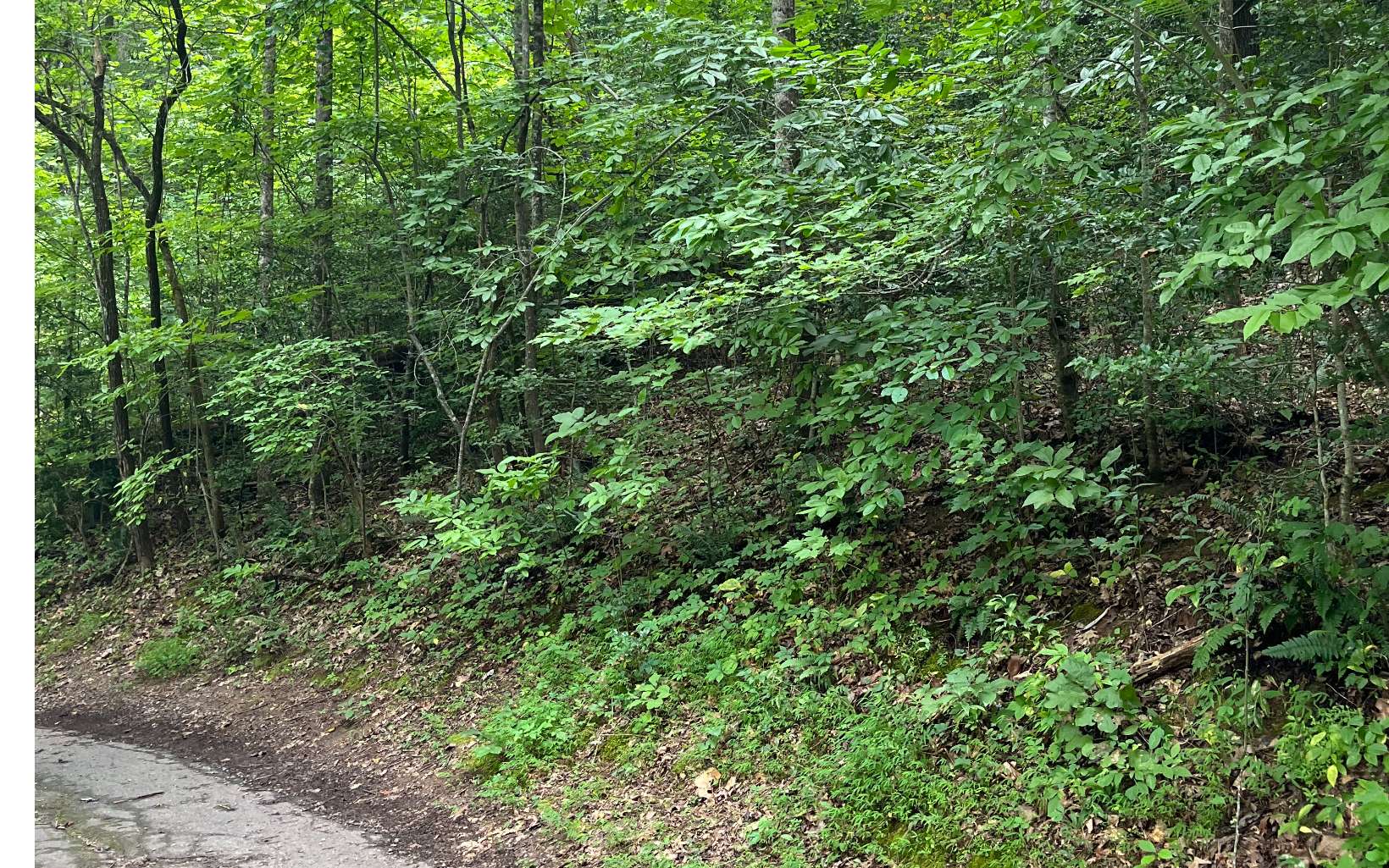 Lot 12 Kilpatrick Point Terrace Hayesville, NC 28904 - Photo 1 of 13 a view of a lush green forest