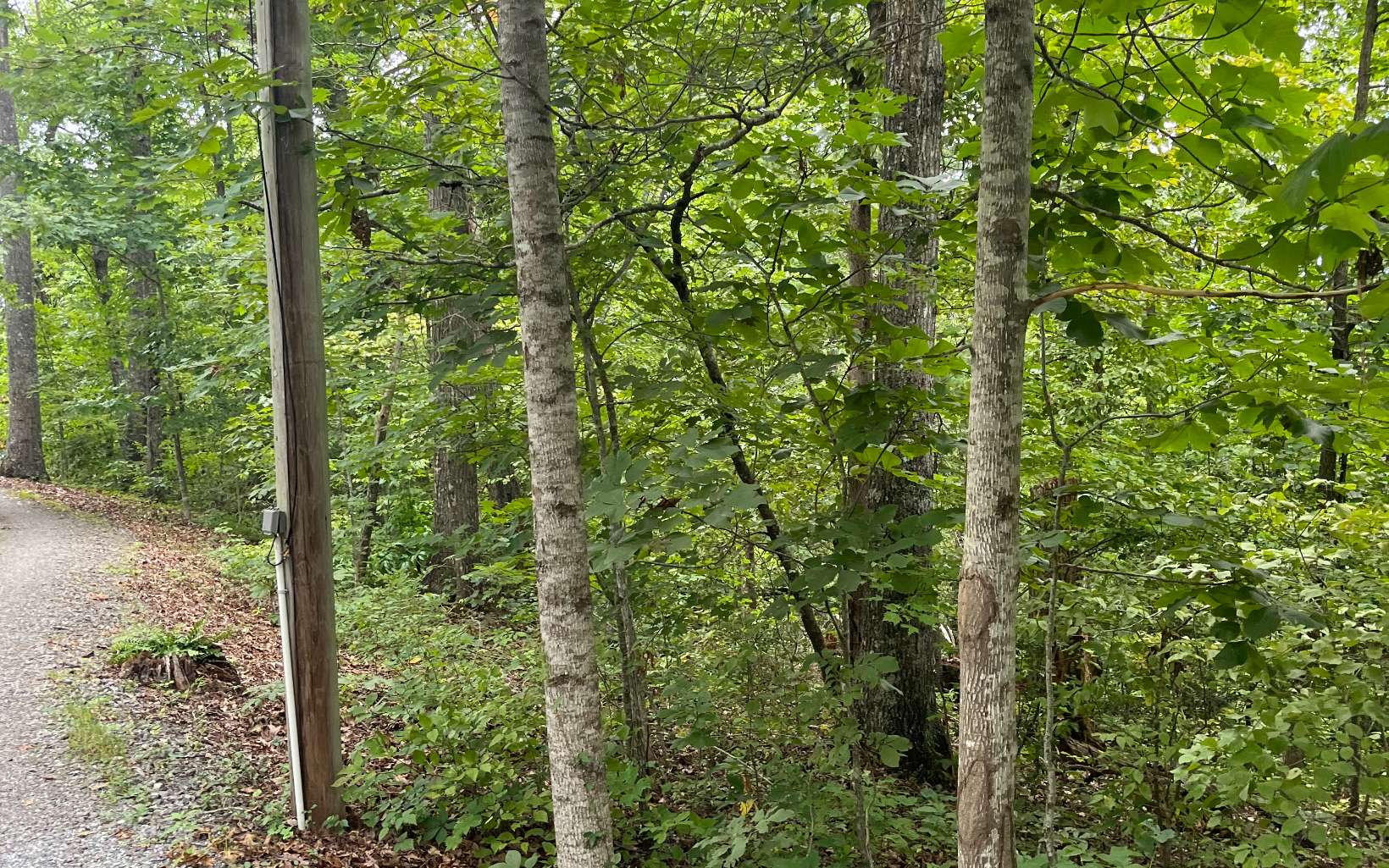Lot 12 Kilpatrick Point Terrace Hayesville, NC 28904 - Photo 11 of 13 a view of a forest with trees