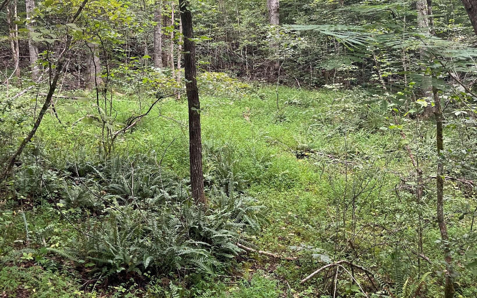 Lot 12 Kilpatrick Point Terrace Hayesville, NC 28904 - Photo 13 of 13 a view of a yard with plants