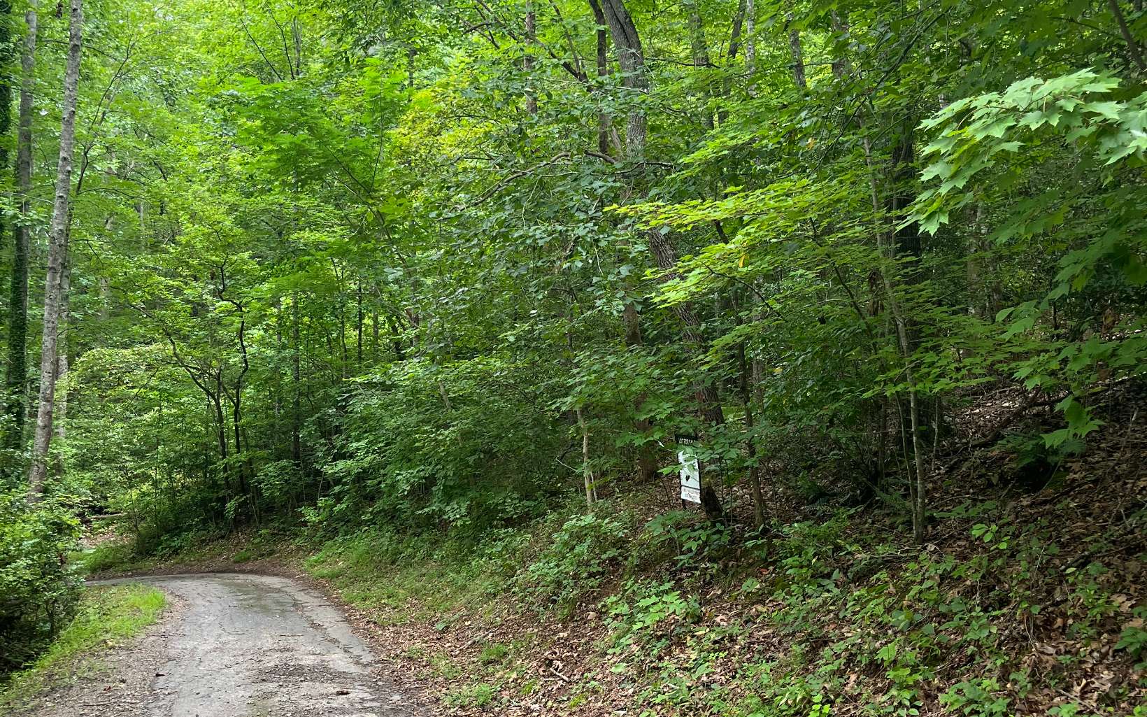 Lot 12 Kilpatrick Point Terrace Hayesville, NC 28904 - Photo 2 of 13 a view of a forest with a tree