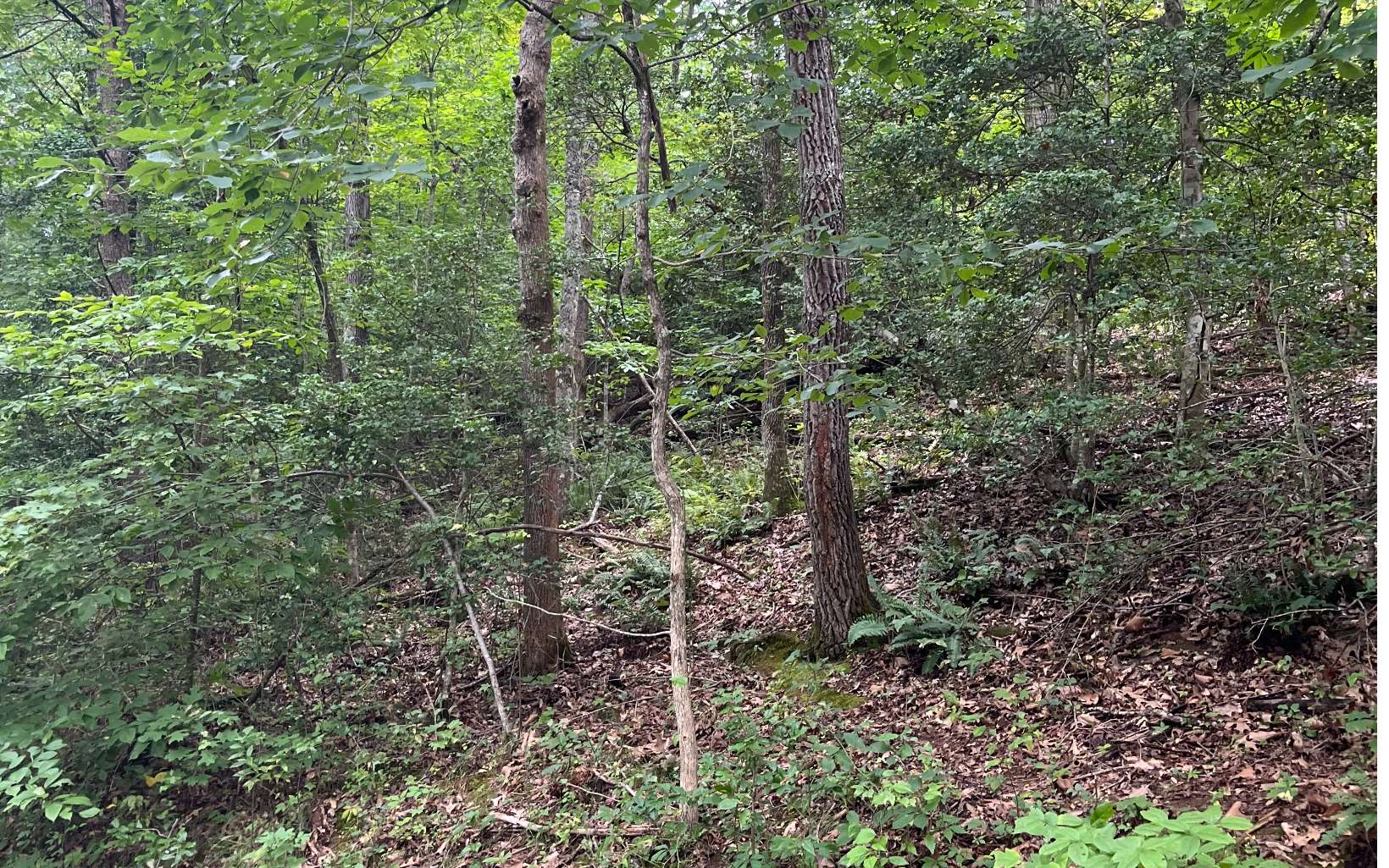 Lot 12 Kilpatrick Point Terrace Hayesville, NC 28904 - Photo 3 of 13 a view of a forest with trees
