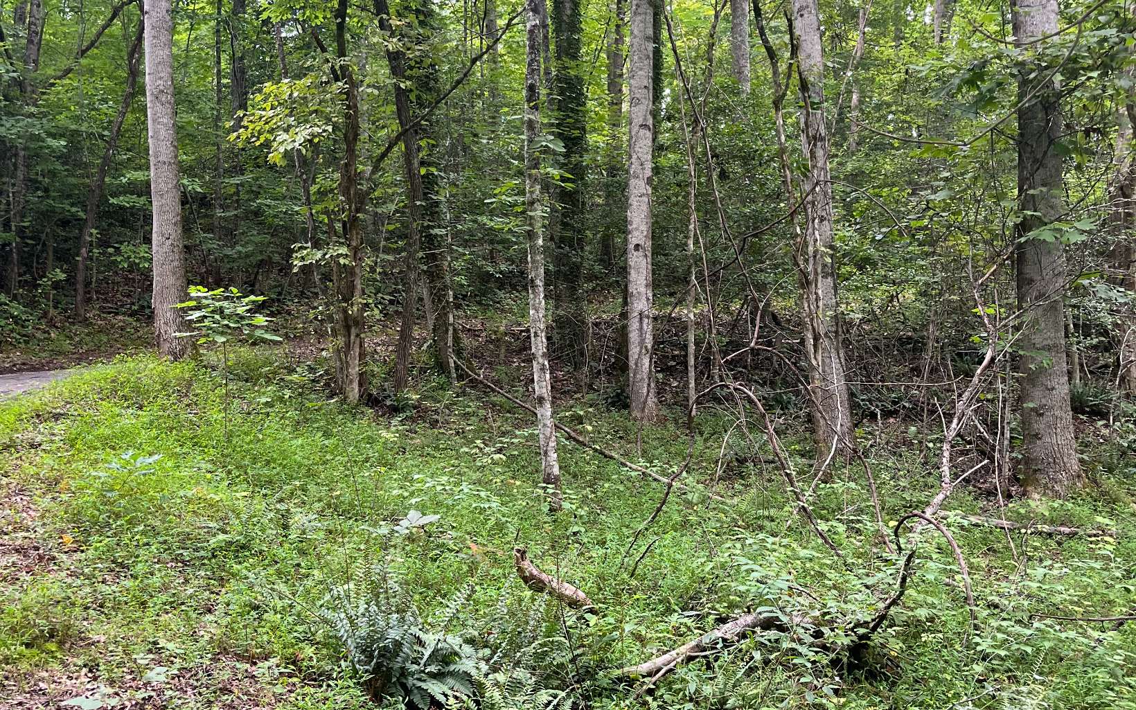 Lot 12 Kilpatrick Point Terrace Hayesville, NC 28904 - Photo 4 of 13 a view of forest