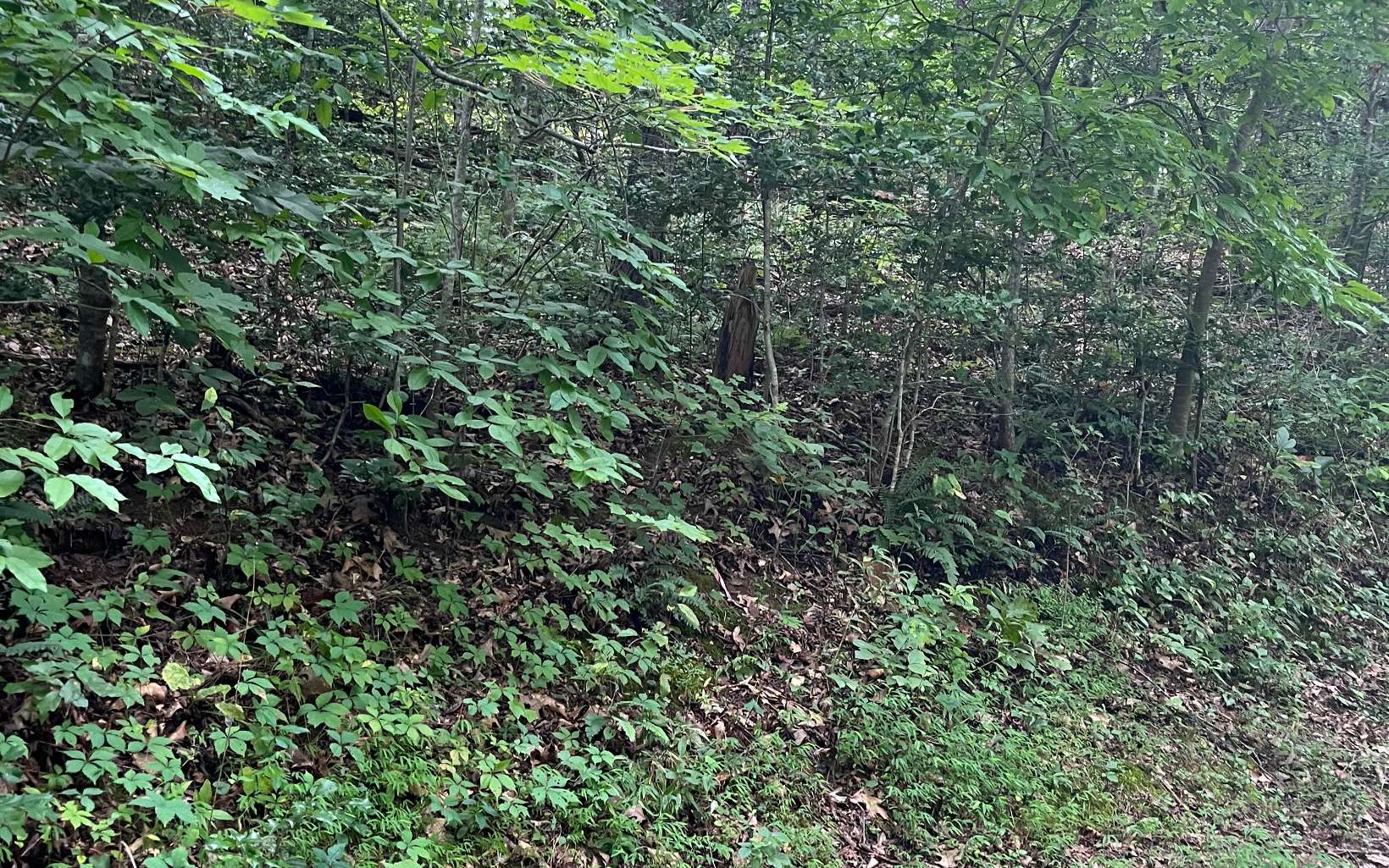 Lot 12 Kilpatrick Point Terrace Hayesville, NC 28904 - Photo 5 of 13