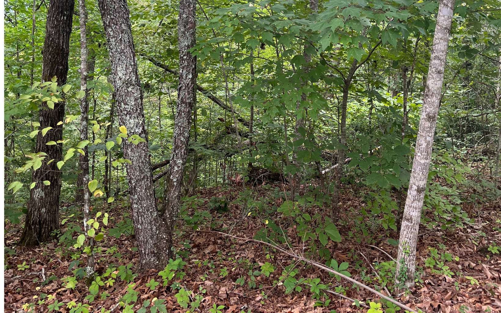Lot 12 Kilpatrick Point Terrace Hayesville, NC 28904 - Photo 6 of 13 a view of a forest with a tree