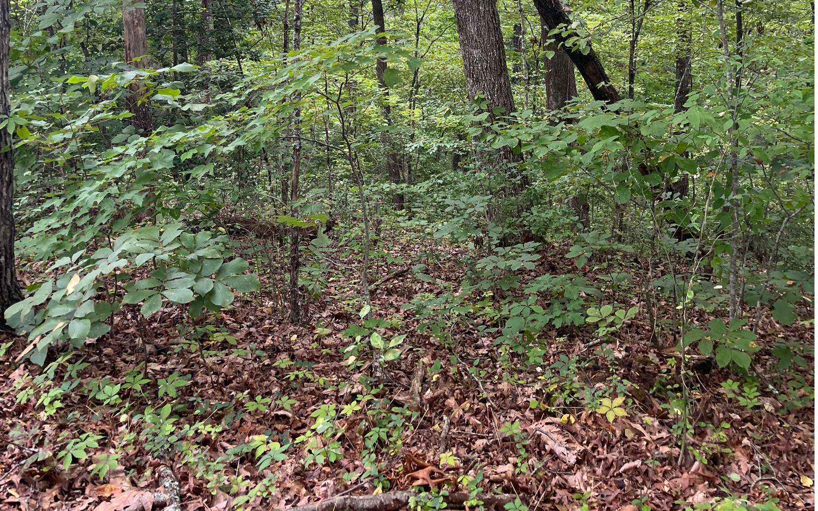 Lot 12 Kilpatrick Point Terrace Hayesville, NC 28904 - Photo 7 of 13 a view of a lush green forest