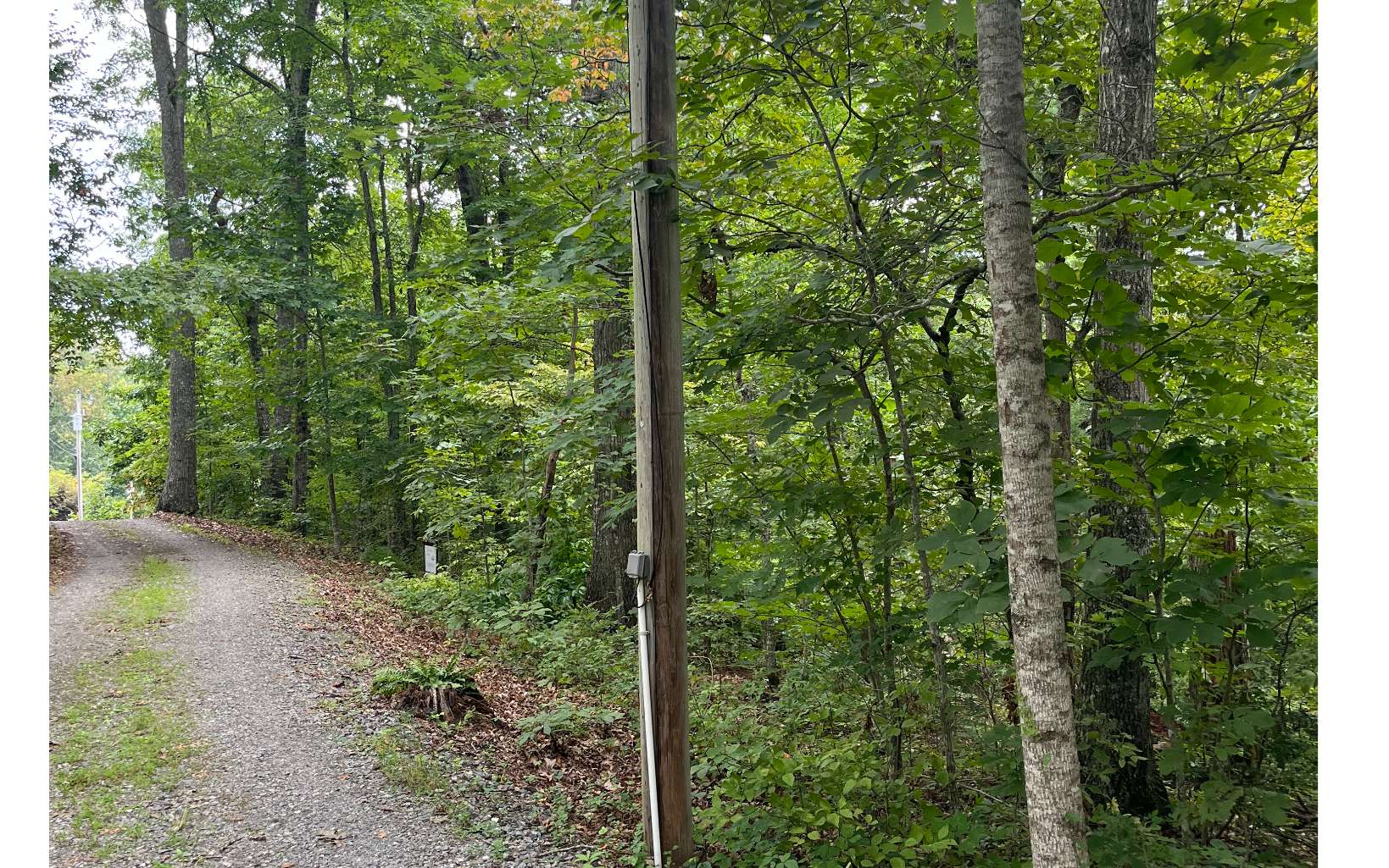 Lot 12 Kilpatrick Point Terrace Hayesville, NC 28904 - Photo 8 of 13 a view of a forest that has large trees