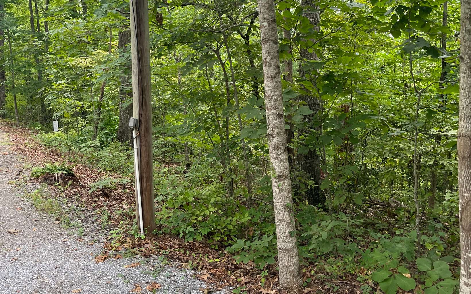 Lot 12 Kilpatrick Point Terrace Hayesville, NC 28904 - Photo 9 of 13 a view of a forest that has large trees