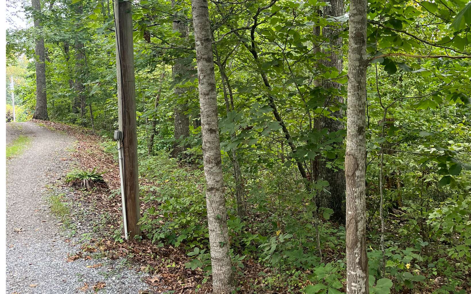 Lot 12 Kilpatrick Point Terrace Hayesville, NC 28904 - Photo 10 of 13 a view of a forest that has large trees