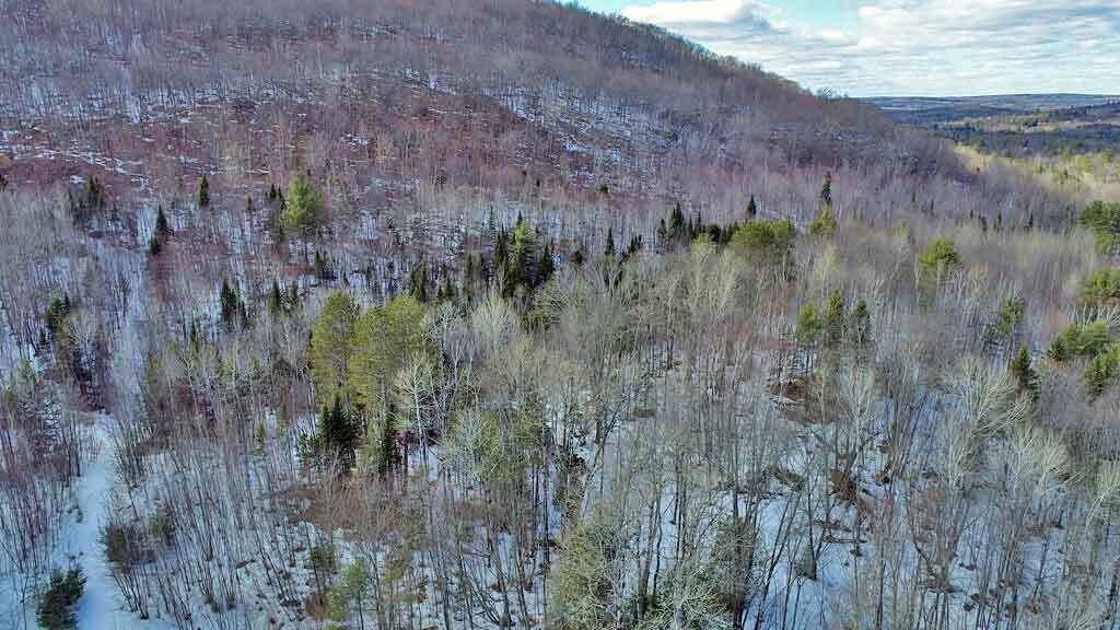 Lot 11 Drews Mill Road Houlton, ME 04730 - Photo 13 of 17 wooded-land-me