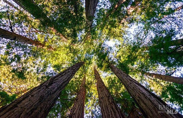 711 Alta Vista Road Mill Valley, CA 94941 - Photo 71 of 74 Visit Muir Woods not far from Mill Valley and experience peace and solitude in the Redwoods.