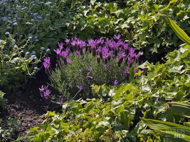 711 Alta Vista Road Mill Valley, CA 94941 - Photo 73 of 74