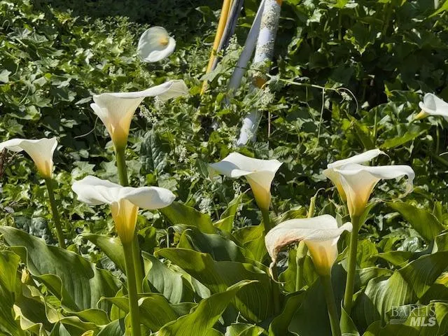 $1,599,000 | 711 Alta Vista Road, Mill Valley, CA 94941