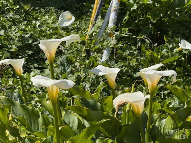 711 Alta Vista Road Mill Valley, CA 94941 - Photo 74 of 74