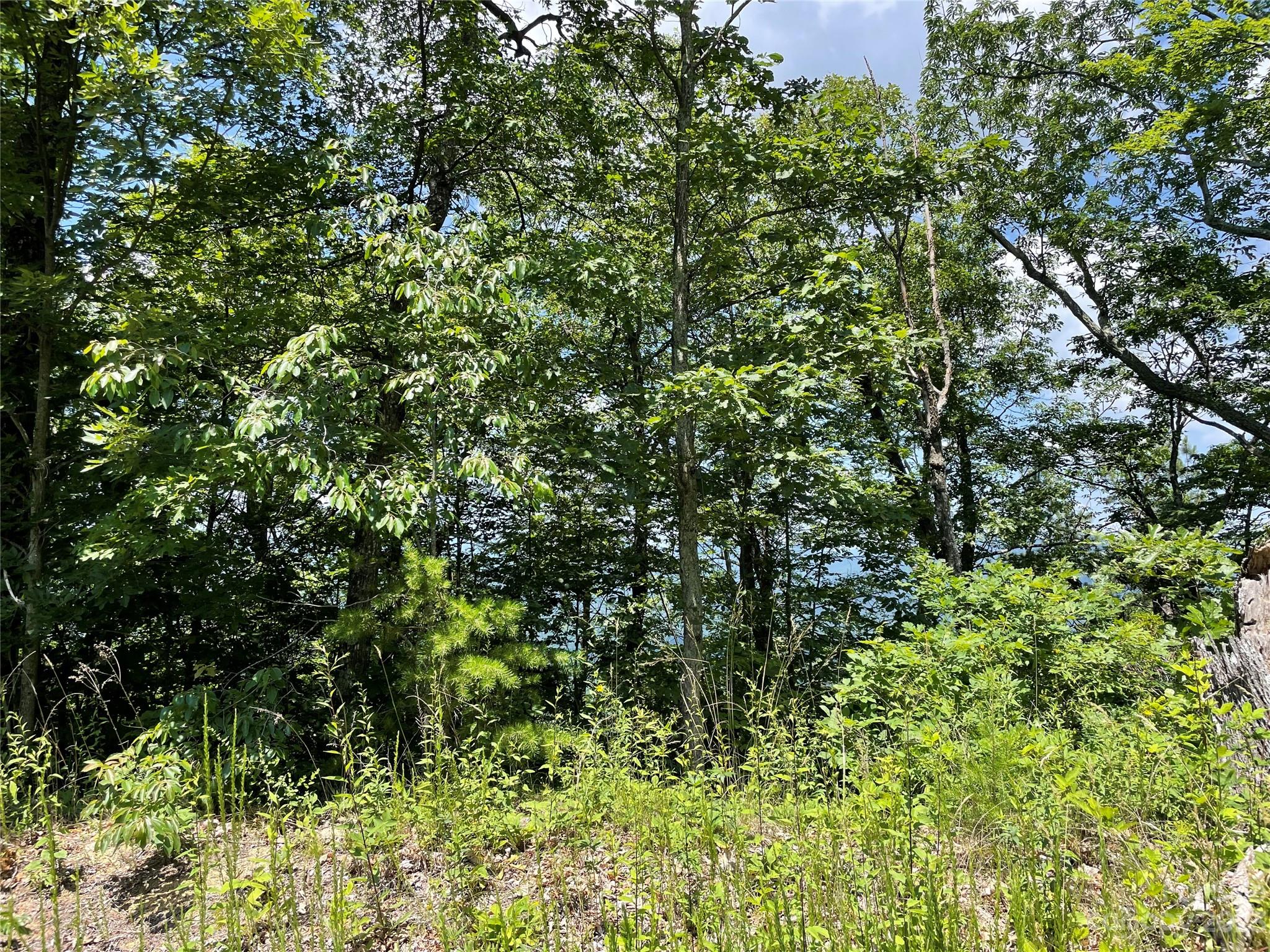 92 Devin Rdg Lane Union Mills, NC 28167 - Photo 20 of 28 a view of a lush green forest