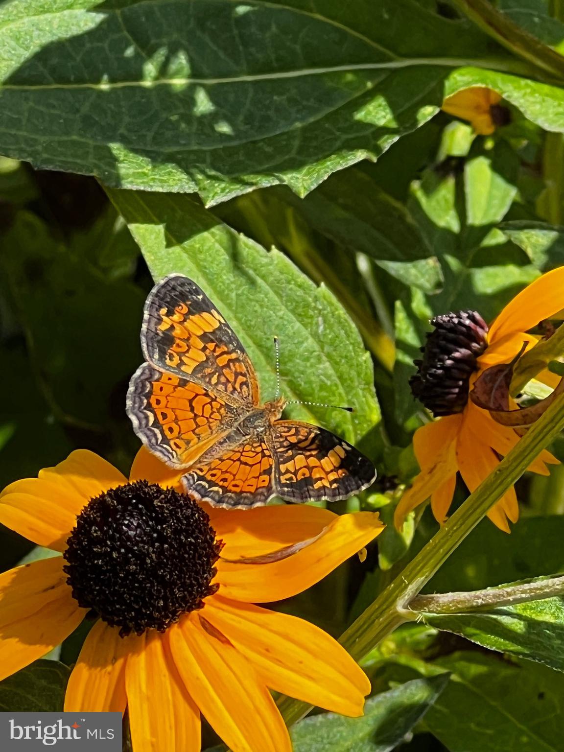 8339 Longboat Way South Berlin, MD 21811 - Photo 77 of 92 Butterfly Garden