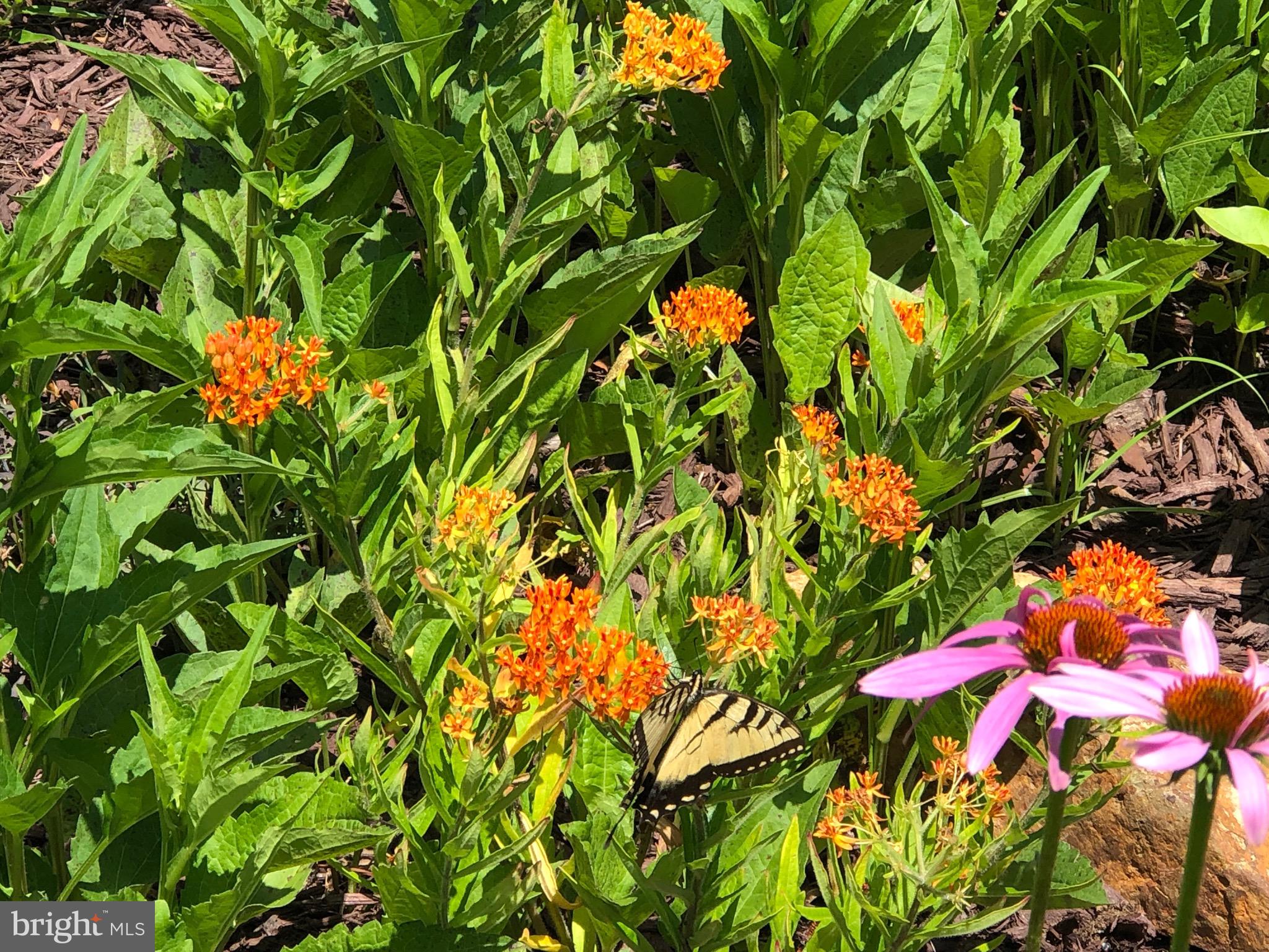 8339 Longboat Way South Berlin, MD 21811 - Photo 78 of 92 a picture of flowers