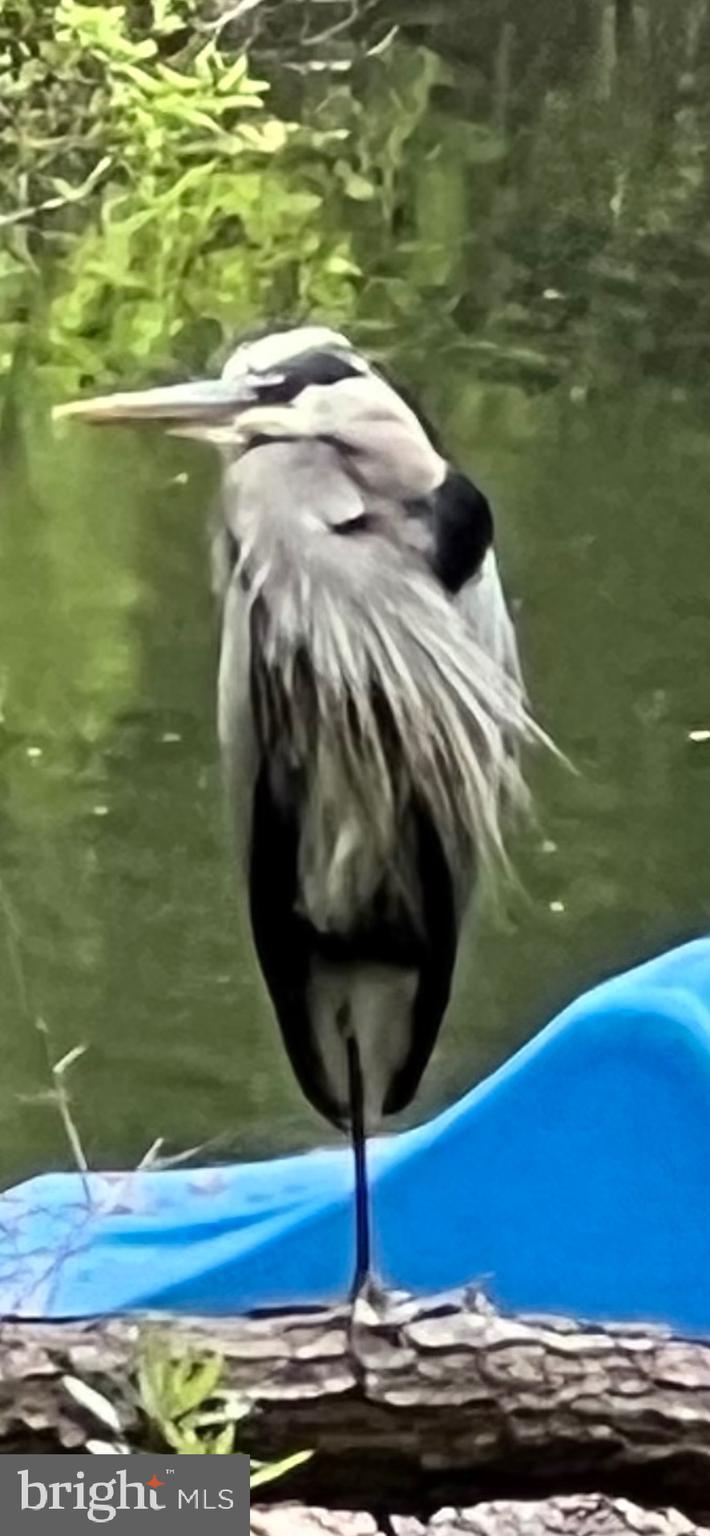 8339 Longboat Way South Berlin, MD 21811 - Photo 89 of 92 Wildlife