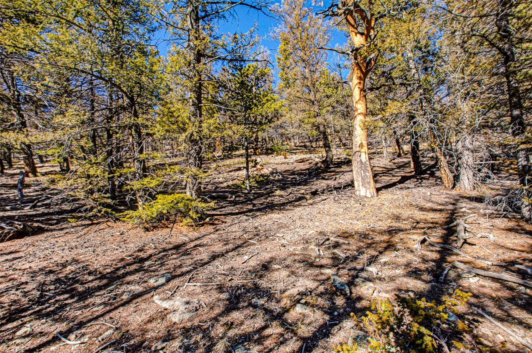 2623 Redhill Road Fairplay, CO 80440 - Photo 19 of 27