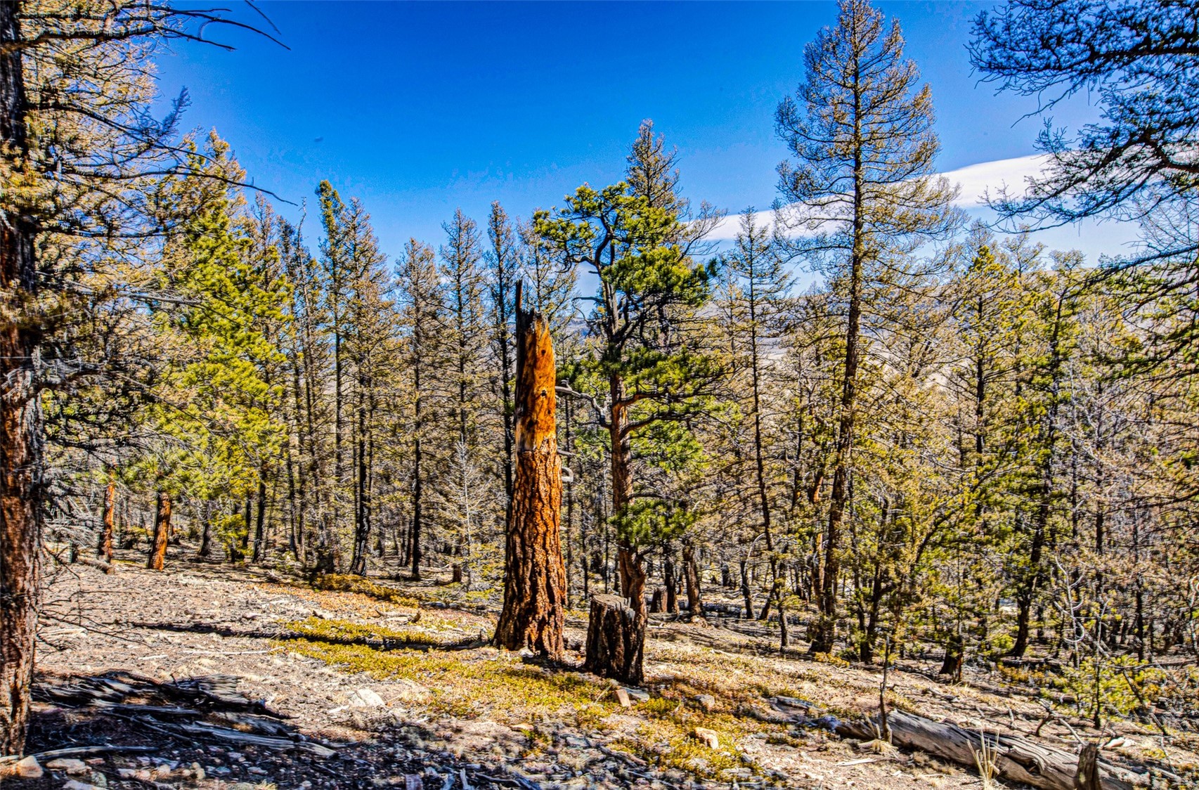 2623 Redhill Road Fairplay, CO 80440 - Photo 21 of 27