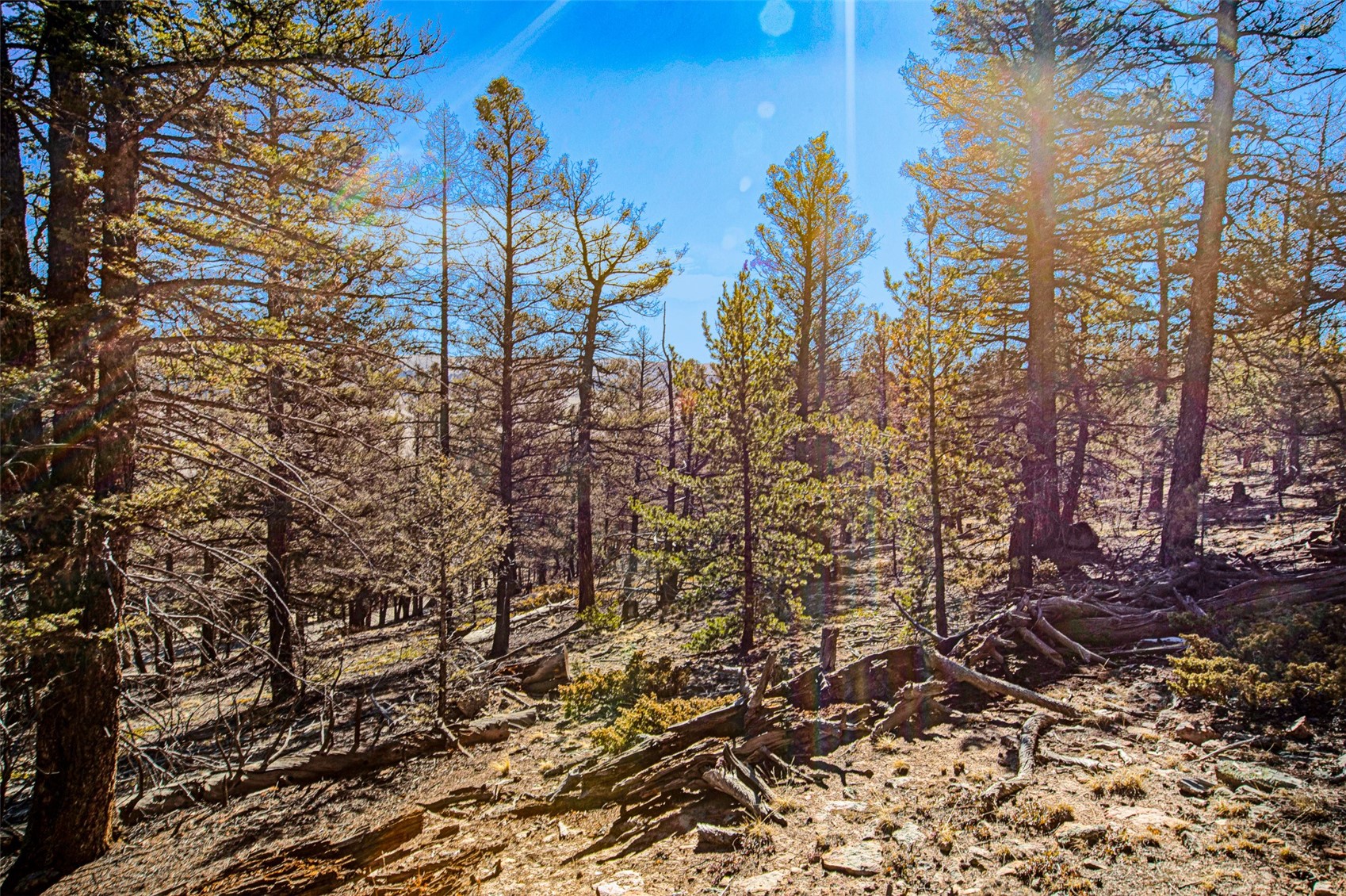 2623 Redhill Road Fairplay, CO 80440 - Photo 22 of 27