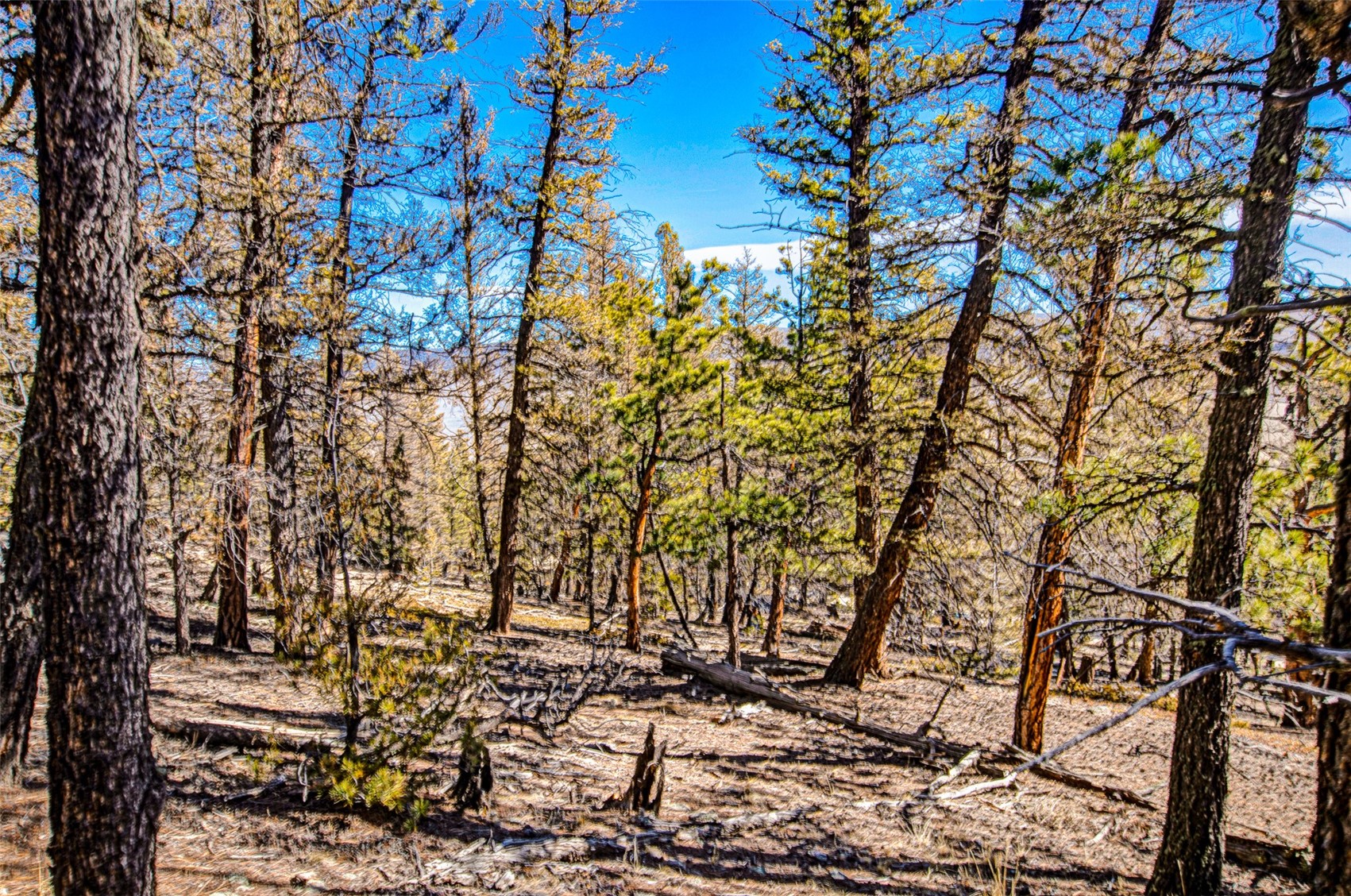 2623 Redhill Road Fairplay, CO 80440 - Photo 24 of 27