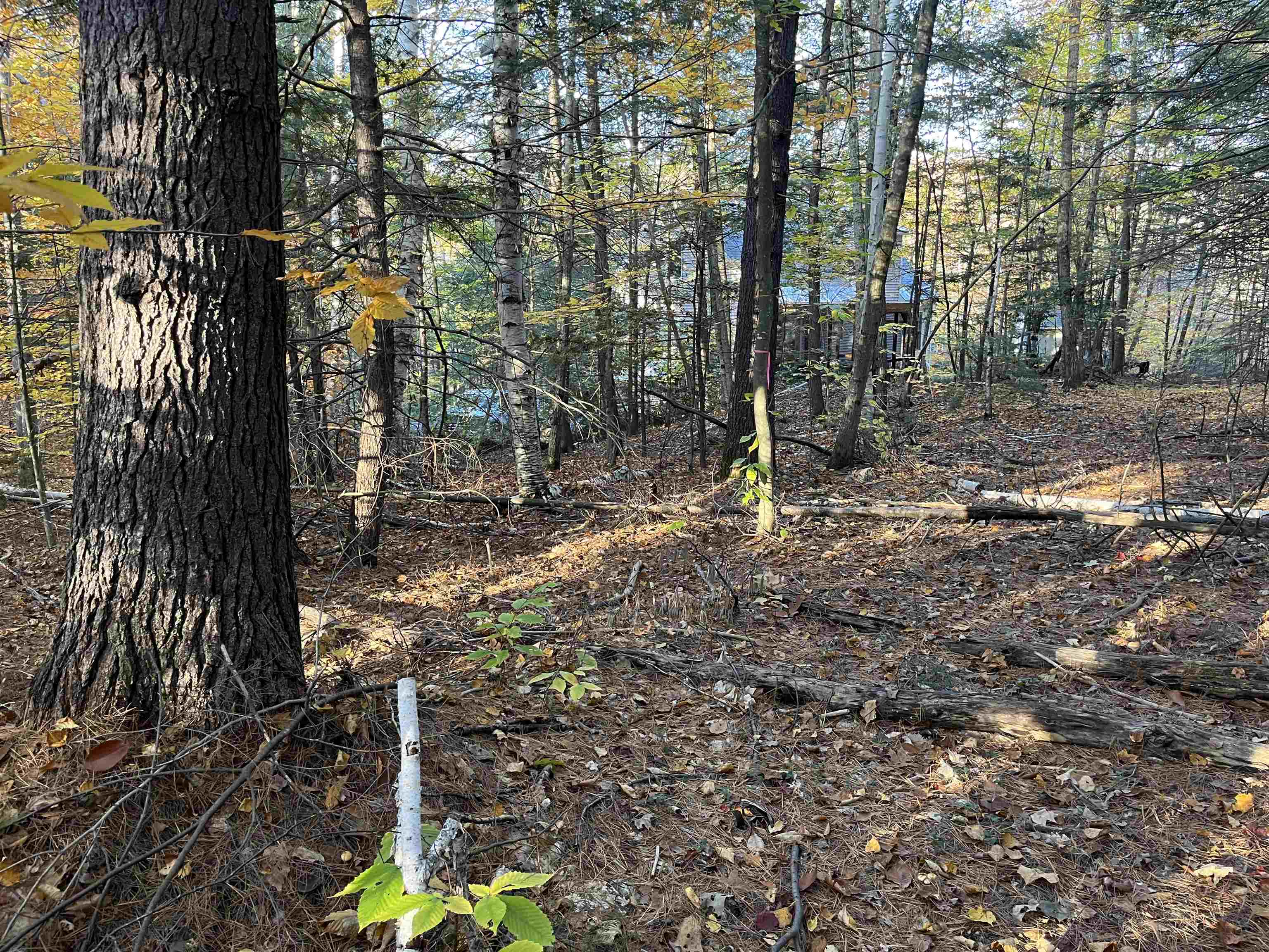 31 Hawk Road Bartlett, NH 03812 - Photo 3 of 6 Gallery Image 3