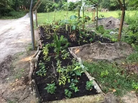a view of a garden with large trees