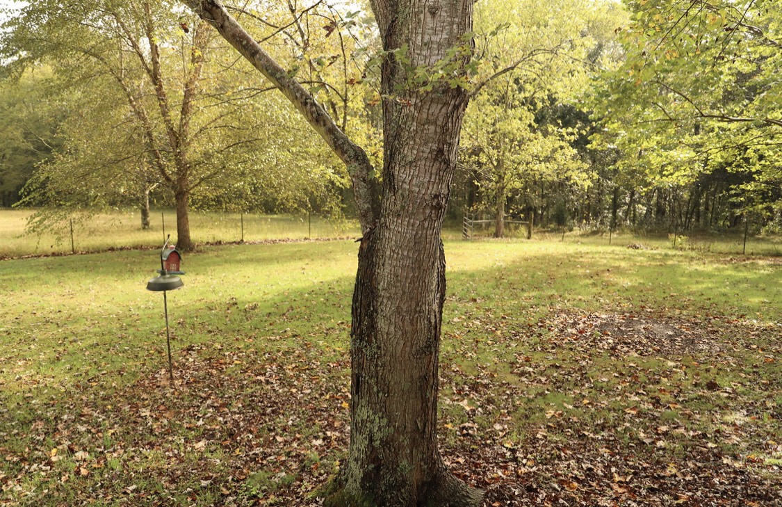 913 Maddox Road Centerville, TN 37033 - Photo 14 of 20 a view of yard with large trees