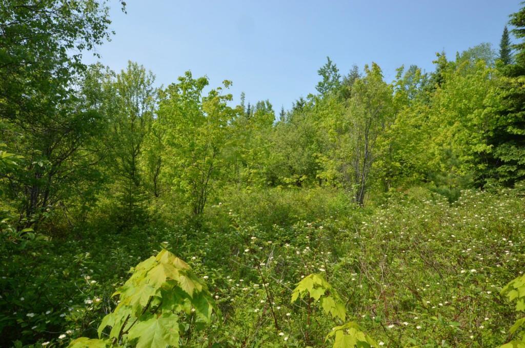 0 Casey Road Benedicta, ME 04733 - Photo 8 of 12 Maine Land for Sale in Herseytown...